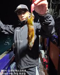감포앞바다에서 고시간 천지삐깔 이네요~야간 무늬도 잘물어줍니다 사진
