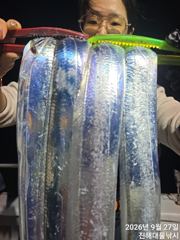 09.26 [경주] 감포앞바다에서 고시간 천지삐깔 이네요~야간 무늬도 잘물어줍니다 사진