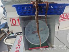 [진해] "돌문어"2.2Kg1.6Kg1.3gK외KKK들 132수 개인17… 사진