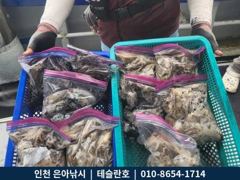 9월24일 인천남항 테슬란호 주꾸미조황입니다~~^^ 사진