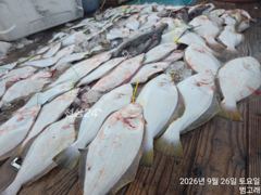 9월26일,"대광어"연이은 대박조황~최고 조황의 연속!! ~참돔,우럭등~ 군산낚시프라자 범고래호 사진