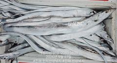 준내만 4지급 텐빈 새벽피딩 갈치 대박 쿨러 가득 조황! 무조건 출항 자리여유많음 사진