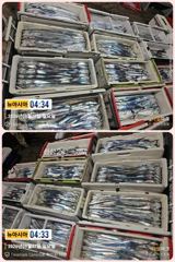 [통영] 통영 뉴 아시아호>> 와~우 쿨러 만땅에 씨알도 굿입니다. 사진