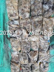 26일, 군산주꾸미~갑이랑 연일 잘 나오네요~쭈,갑이 씨알 좋아요~굿조황~군산낚시프라자 나드리호 사진