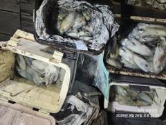 (무늬오징어)무시급 우수수~장원 20여수 가뿐~대동낚시(오늘 예약) 사진