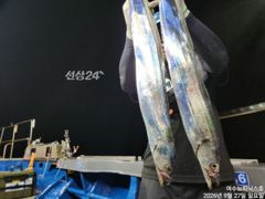[여수,광양] <여수뉴피닉스호> 9월27일 갈치조황입니다. 궂은날씨에도 갈치는… 사진