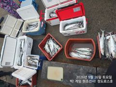 대삼치/중삼치/대고시 & 무늬오징어 팁런조황! (월/화/수-모집중!) 사진