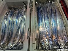 [진해] 27일새벽,내만칼치~3지까지 텐빈1타1피 폭풍입질 퍼담고~일,월… 사진