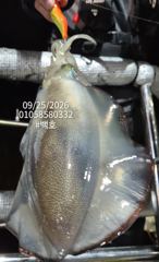 [진해] 팁런무늬무니무니!!내일 28일(월)부터 쭉 예약가능~ 사진