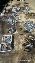 [거제] 내만무늬팁런 대박조황 연일 200수오바 오늘 자리여유 사진