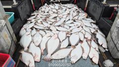 군산 프로호 9월26일 광어다운샷 세자리수 조황입니다! 사진