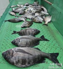 4짜3짜3짜3짜들외 마릿수 조황 사진