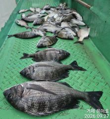 4짜3짜3짜3짜들외 마릿수 조황 [1] 사진