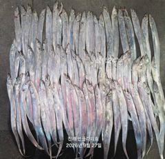 [진해] 27일,입항<내만갈치>오늘 일,월,예약중!씨알,마릿수good~~ 사진