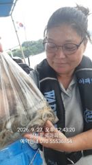 [사천] (주꾸미)빠른 조류 장원 70수 사이즈 좋네요~로마피싱(28일예… 사진