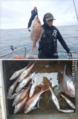 [부산] 피싱히어로 4짜5짜 참돔 마릿수 조황 사진