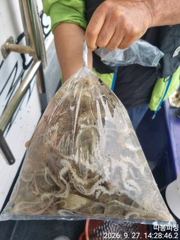 [사천] 27일 왕쭈꾸미 사리물때 조항 좋습니다 ~28일 월욜 예약가능 … 사진