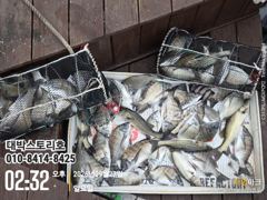[통영] 감성도~ 전원손맛 ,마릿수 싸이즈도 커져갑니다 사진