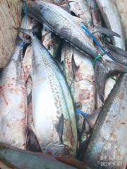 [경주] 6/27 난장판이 된 배바닥...동시에 3명이 히~트. (9/2… 사진