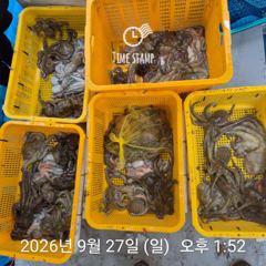 씨알 좋은 유신호 문어! 사진