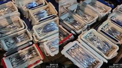 [진해] 내만칼치 소수인원이라도 무조건 달려보겠습니다~ 연락주세요~ 사진