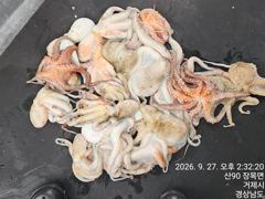[진해] 27일세진호/돌문어kg마릿수.150수이상~월.가능~ 사진