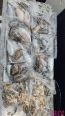 09.27. 쭈&갑 출조 조황정보 사진