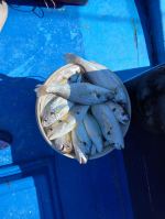 쭈갑조황 글만 보기 사진