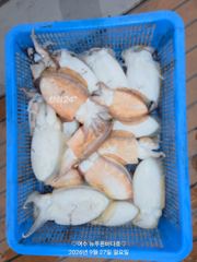 27일 갑오징어 조황입니다(화요일 선비:7만원..15자리 여유 있습니다) 사진
