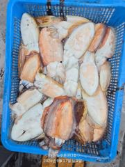 27일 갑오징어 조황입니다(화요일 선비 :7만원..15자리 여유 있습니다) 사진