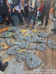 여수 퍼펙트호 쭈꾸미 갑오징어 초대박 조황 사진