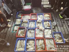 [포항] 26일 토요일 팁런조황 사진